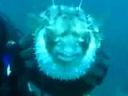 Ryba Fugu vs. potápač