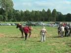Belgický ťažný kôň vs. 18 chlapov