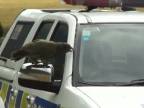 Papagáje skúmajú policajné auto