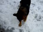 Pes odhadzuje sneh...