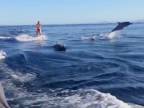 Wakeboardovanie s delfínmi