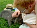 Wombat maznáčik