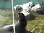 Pokazený tuleň