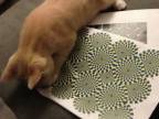 Mačka čumí na optickú ilúziu