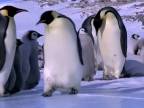 Zo života tučniakov