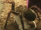 Kŕmenie najväčšieho pavúka na svete