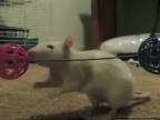Triky s cvičenými potkanmi