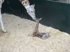 Novorodená žirafa sa prvýkrát postaví na nohy