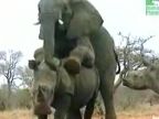 Slon vs. nosorožec
