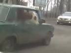 Preprava kráv v Rusku