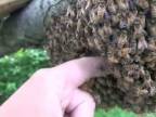 Strčili by ste ruku do včelieho roja?
