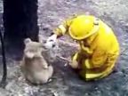 Prežila požiar v Austrálii: Koala menom Sam
