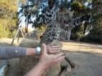 Leopard zaútočil na kameramana