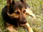 Pes Samko - zlodej uhoriek