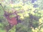 Jeleň lesný (Cervus elaphus)