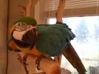 Papagáj Polly sa rehotá