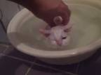 Mačka, ktorá miluje vodu