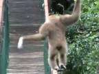 Opica balansuje na lanovom moste