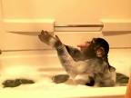 Šimpanz si užíva kúpeľ
