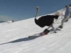 Pštros na lyžiach
