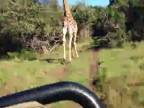 Aj žirafy sa vedia vytočiť