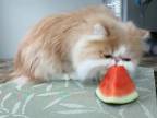 Mačka melónačka