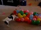 Pes kúše balóny.