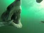 Lov žraloka zachytený kamerou na návnade