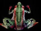 Tropická žaba - Johannes Stötter bodypainting