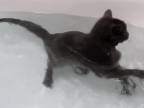 Mačka, ktorá sa rada kúpe