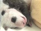6 pandích mláďat za jeden mesiac