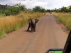 Sloníča zastrašuje turistov