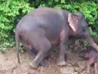 Záchrana malého sloníka pred utopením