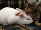 Mačka a zajac