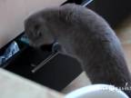 Mačka prichytená pri krádeži