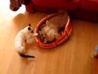 Mačka šikanuje malého psa