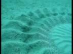 Japonská rybka vytvára v piesku záhadné kruhy