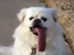 Pes s najdlhším jazykom