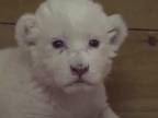 Malý biely levík trénuje rev