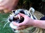 Ako vytrhnúť tigrovi zub?