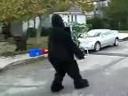 Halloween sa blíži - gorila s klietkou