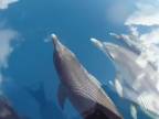 Delfíny na oblohe