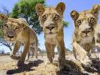Ako nafotiť levy zblízka?