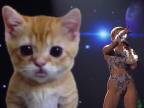 Miley Cyrus a jej mačiatko, WTF?