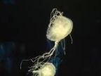 Morská medúza