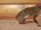 Skvelé triky s cvičenými potkanmi