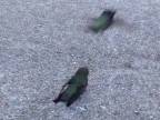Boj kolibríkov na život a na smrť