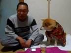 Japonský anti-alkoholický pes