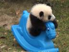 Malá panda a jej hračka