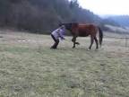 Horsemanship and tricks
